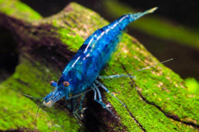 Neocaridina davidi var. Blue - Mavi Kadife Karides
