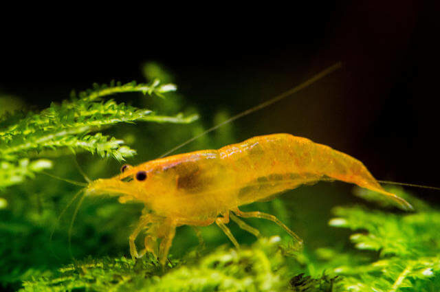 Neocaridina davidi var. orange - Turuncu Sakura Karides
