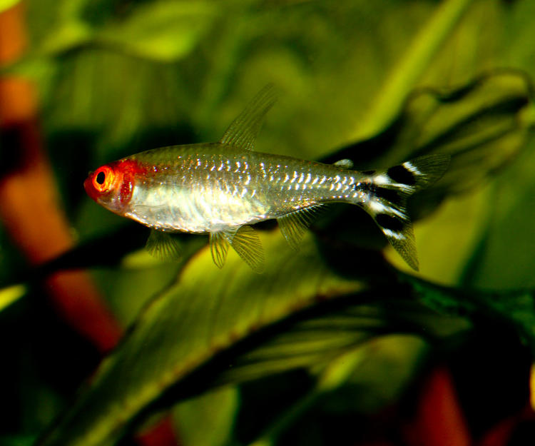 Kırmızı Burun Tetra - Hemigrammus bleheri