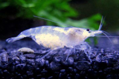Neocaridina zhangjiajiensis - Beyaz İnci Karides